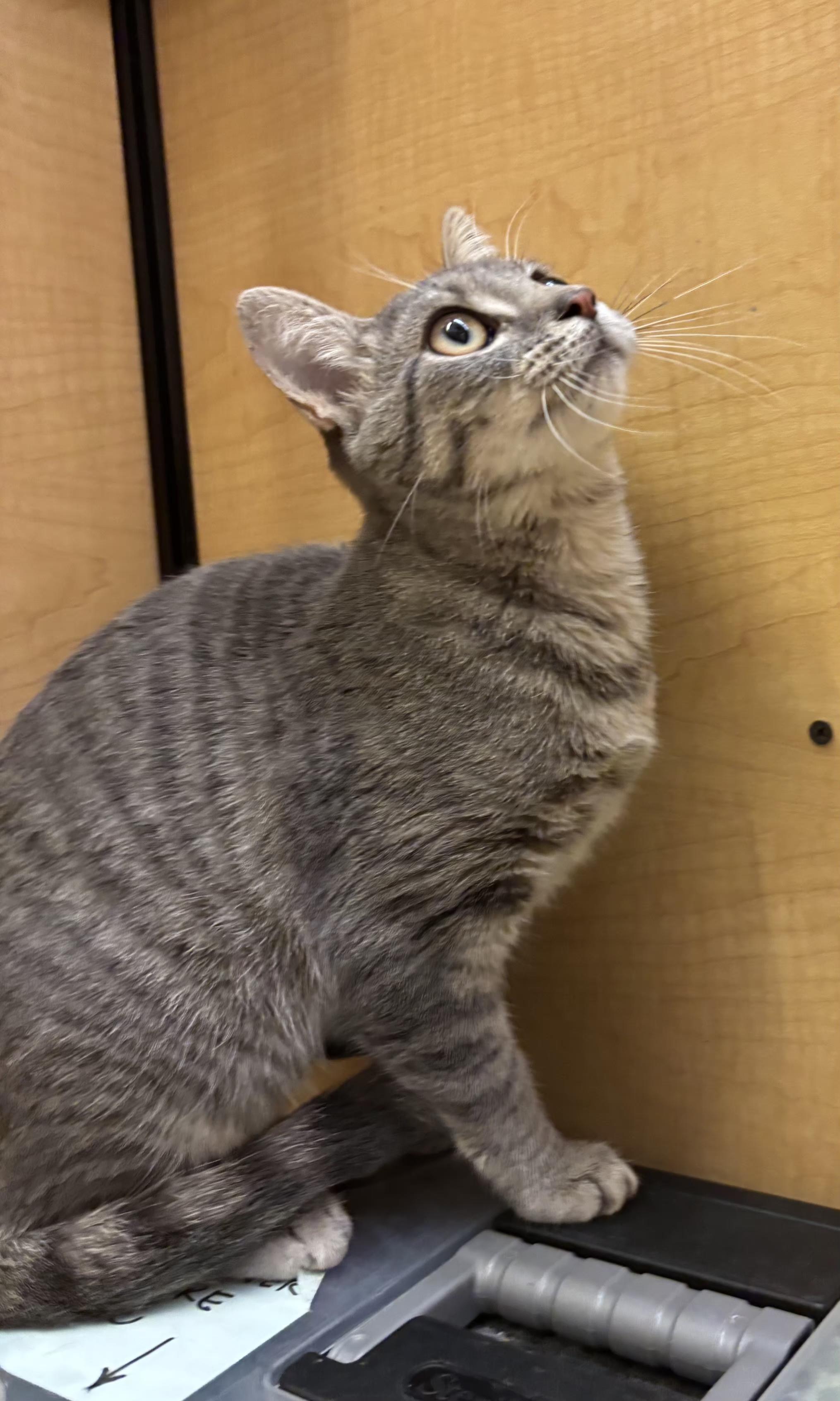 Enlarge Swoopes, a Adopted mixed breed in Albuquerque, NM image 5/6