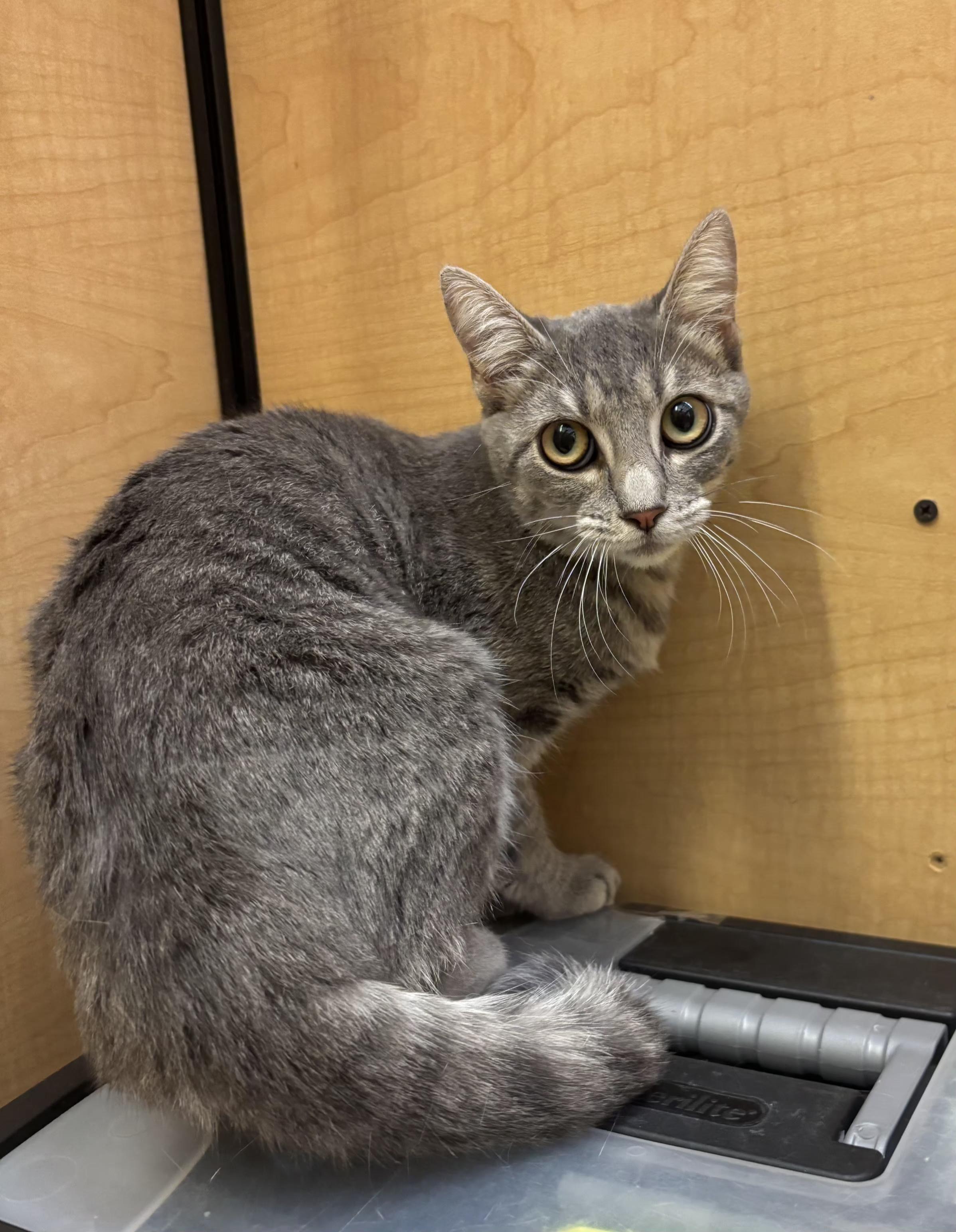 Enlarge Swoopes, a Adopted mixed breed in Albuquerque, NM image 6/6