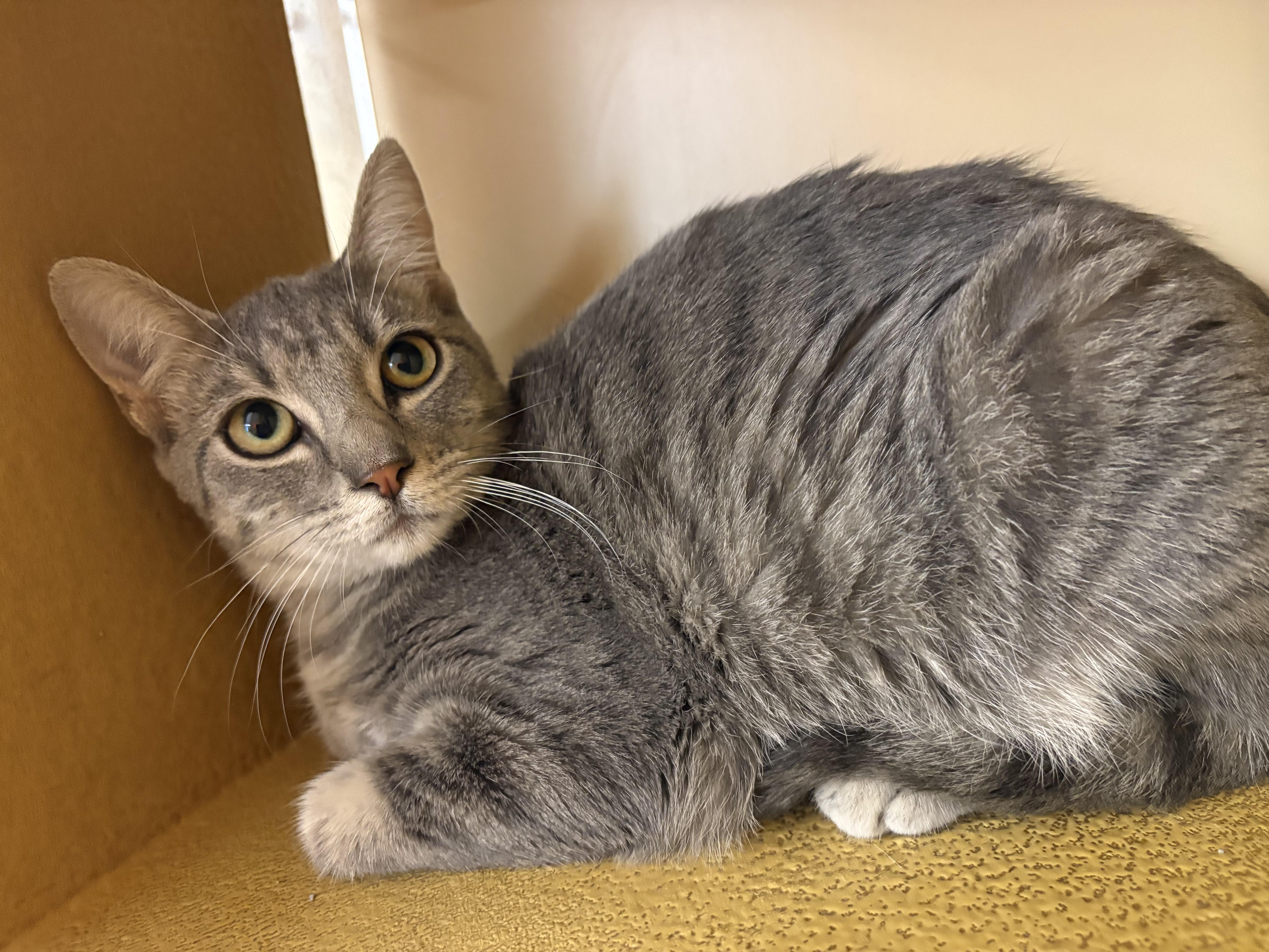 Enlarge Swoopes, a Adopted mixed breed in Albuquerque, NM image 1/6
