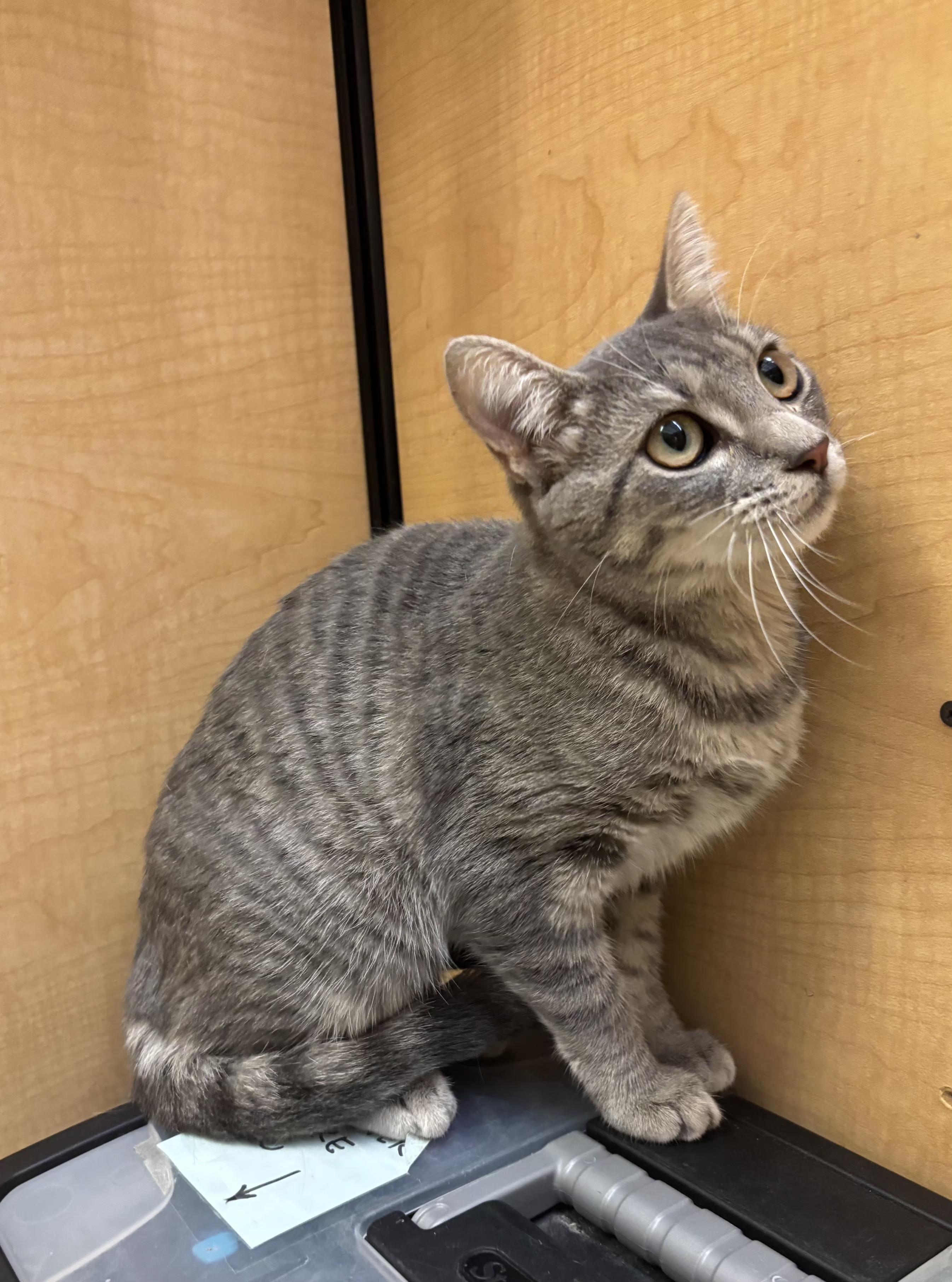 Enlarge Swoopes, a Adopted mixed breed in Albuquerque, NM image 3/6