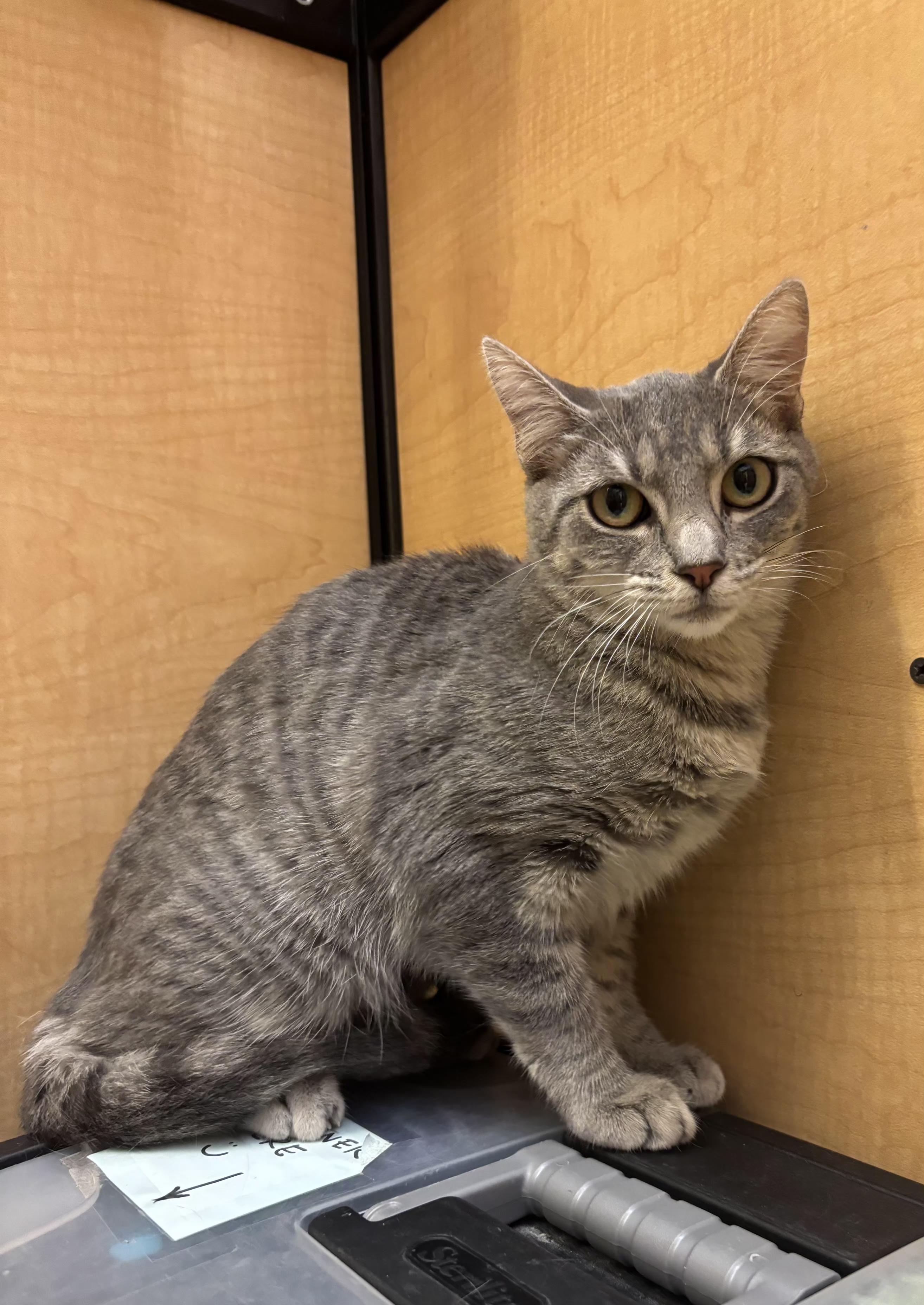 Enlarge Swoopes, a Adopted mixed breed in Albuquerque, NM image 2/6