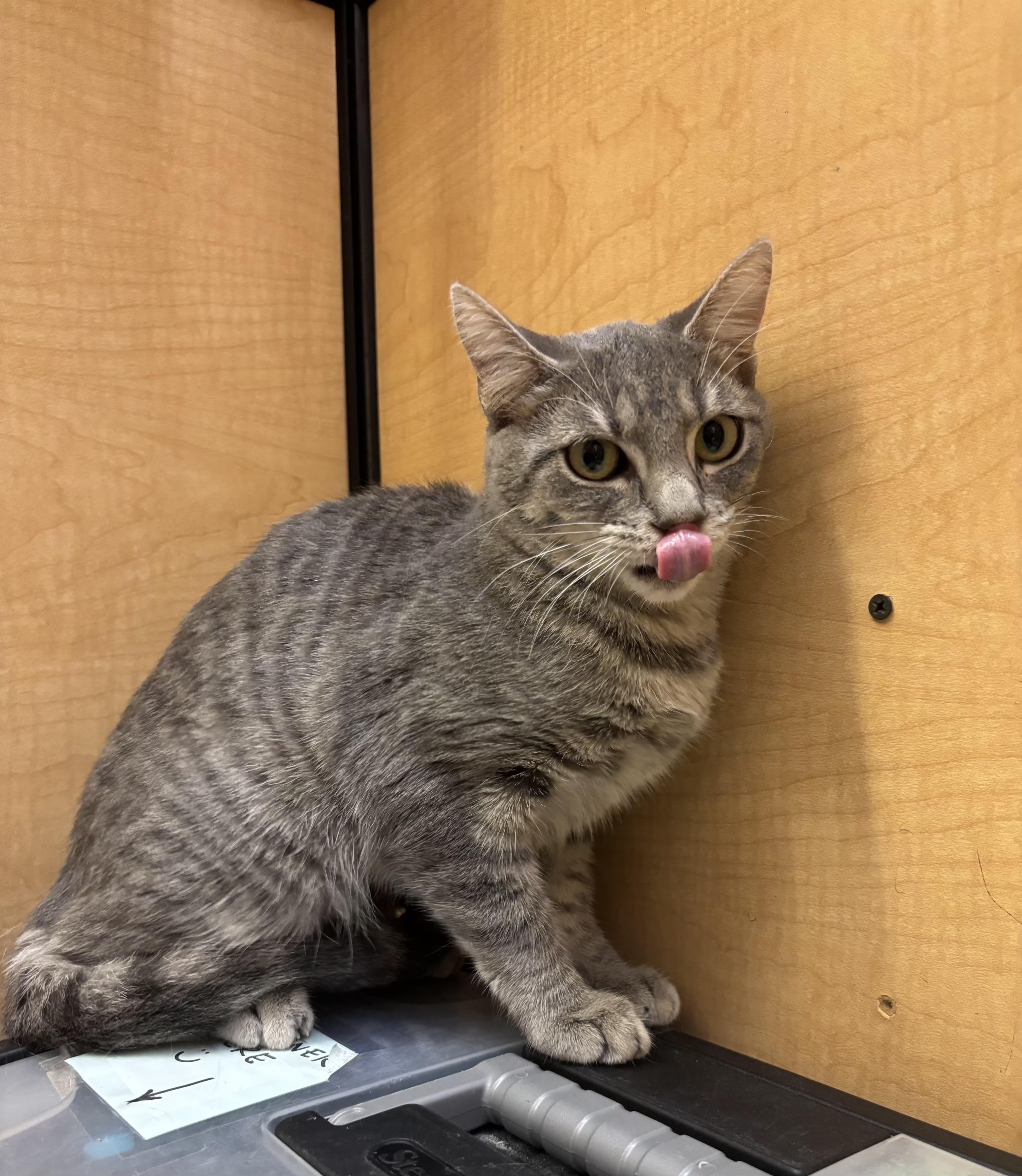 Enlarge Swoopes, a Adopted mixed breed in Albuquerque, NM image 4/6
