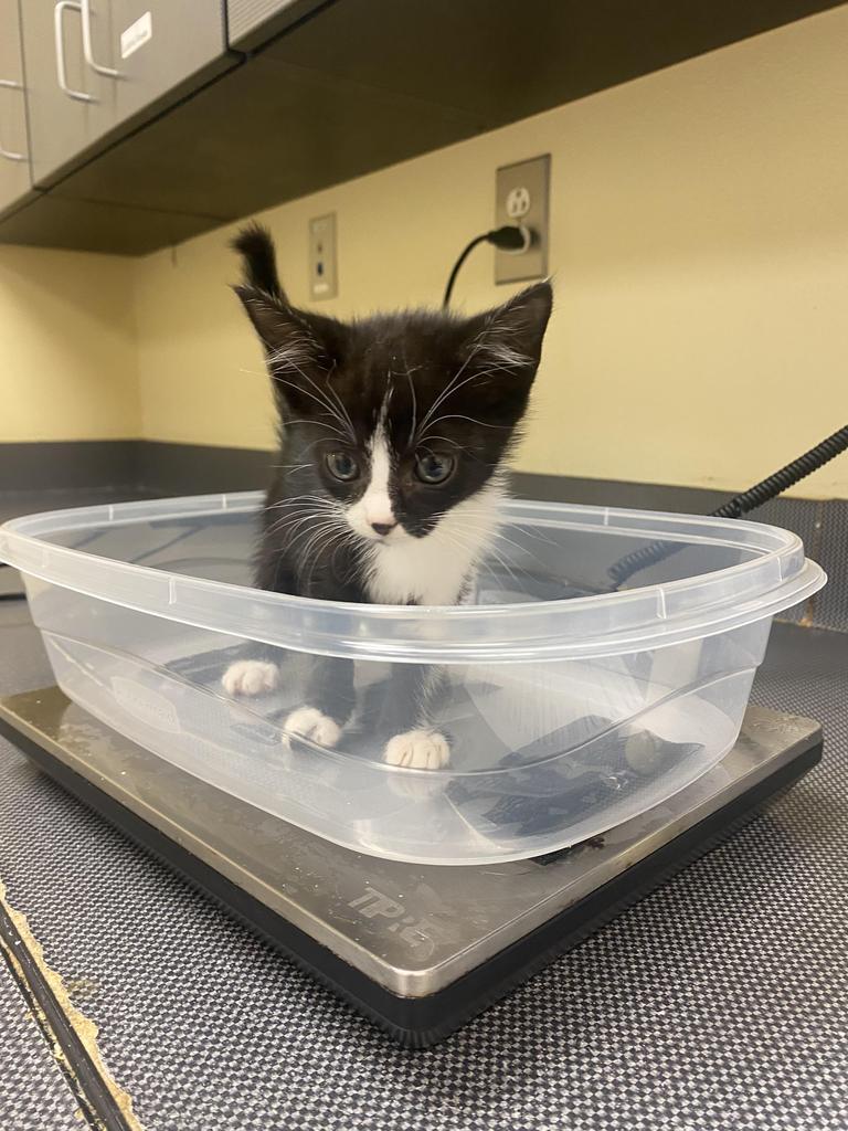 Aria ⚡ / Coco Puff ⚡, Adoptable, Young Female Domestic Short Hair.