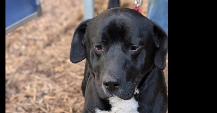 7693 Stubbie, Adoptable, Adult Male Labrador Retriever.