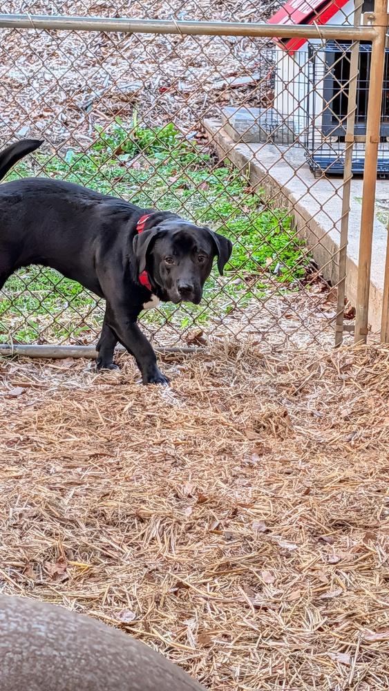Enlarge 7693 Stubbie, a Adoptable mixed breed in Hartwell, GA image 2/5