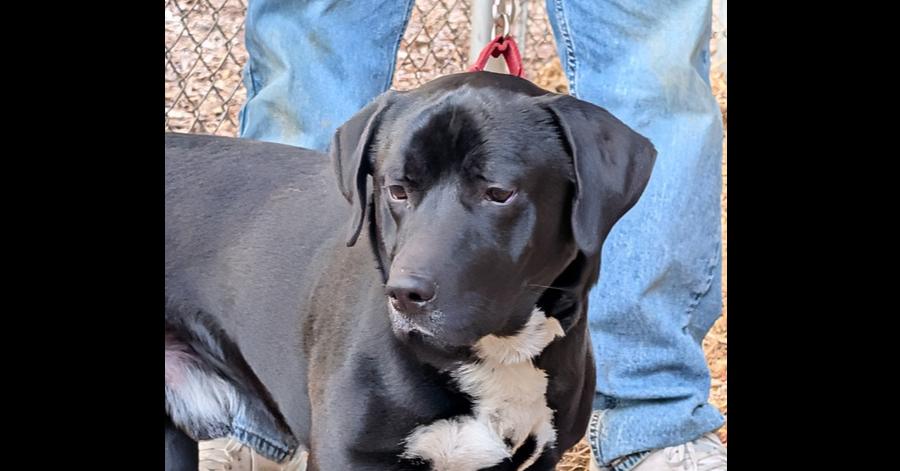 Enlarge 7693 Stubbie, a Adoptable mixed breed in Hartwell, GA image 4/5