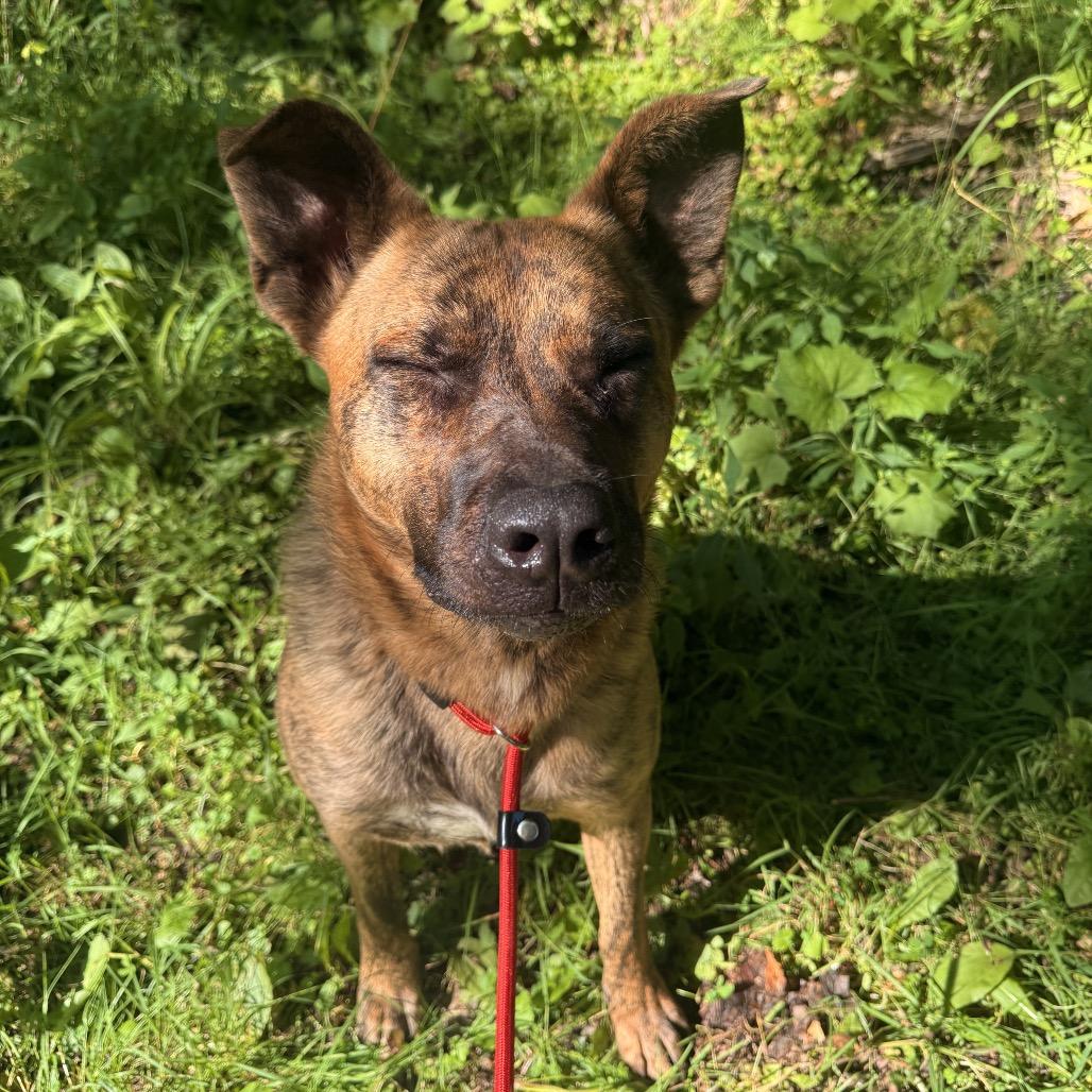 Enlarge Kyro, an adopted mixed breed in Milford, NY image 1/6
