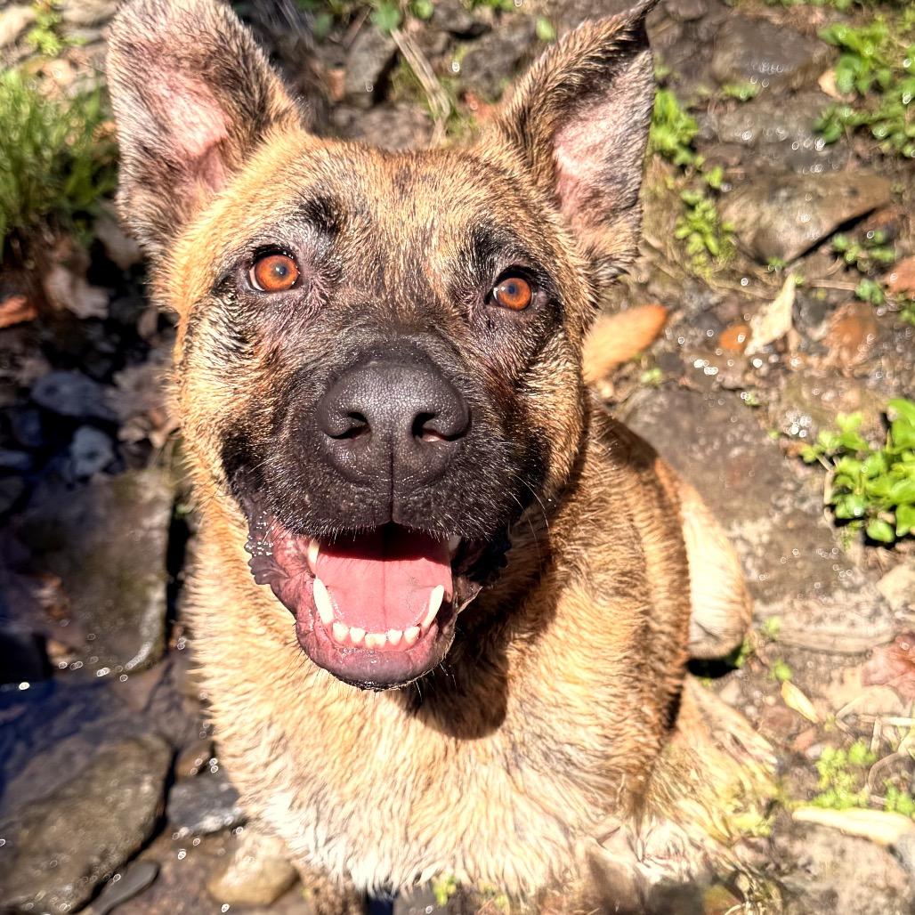 Enlarge Kyro, an adopted mixed breed in Milford, NY image 2/6