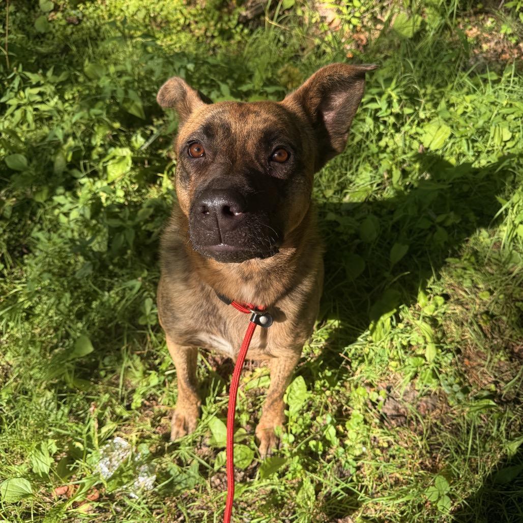 Enlarge Kyro, an adopted mixed breed in Milford, NY image 3/6