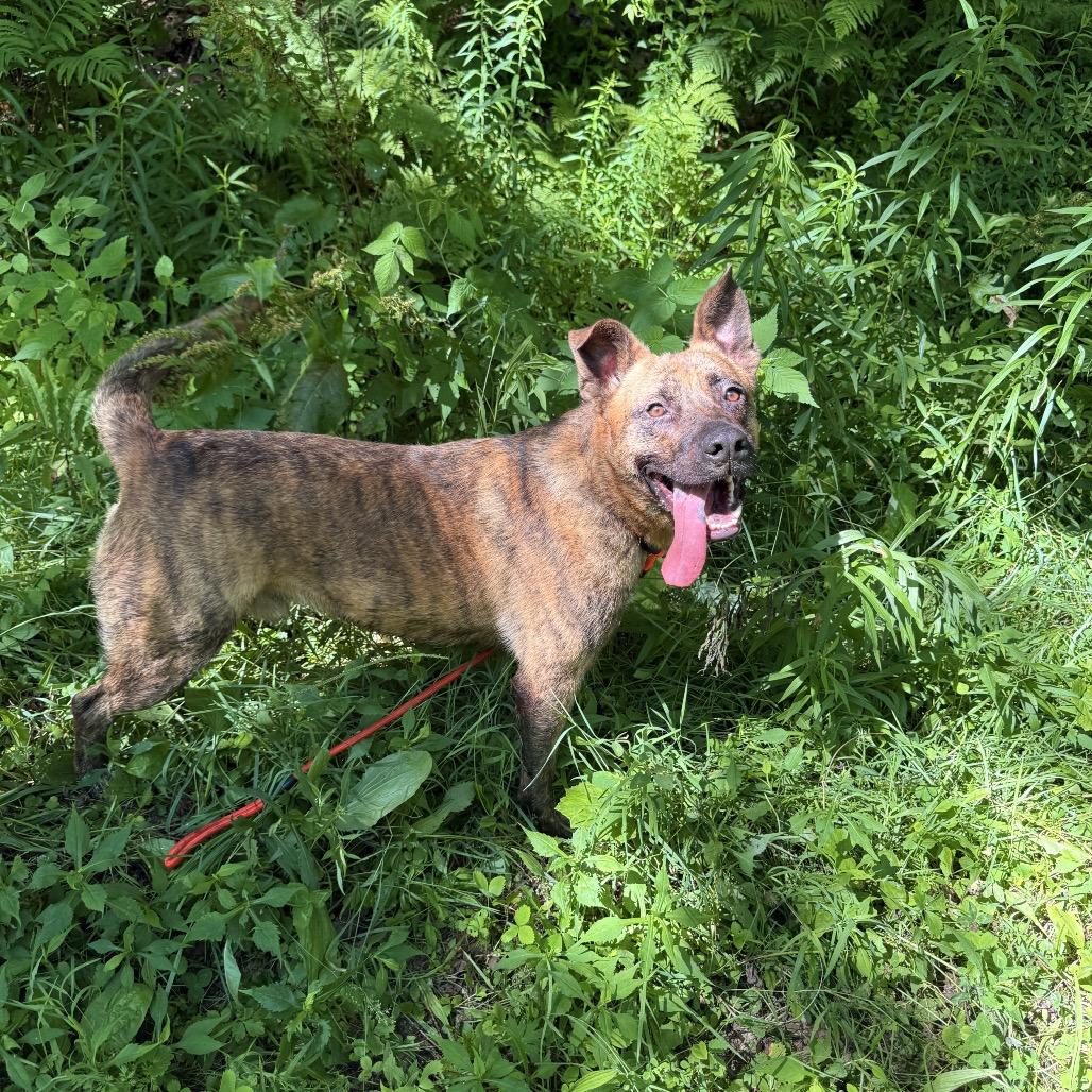 Enlarge Kyro, an adopted mixed breed in Milford, NY image 4/6