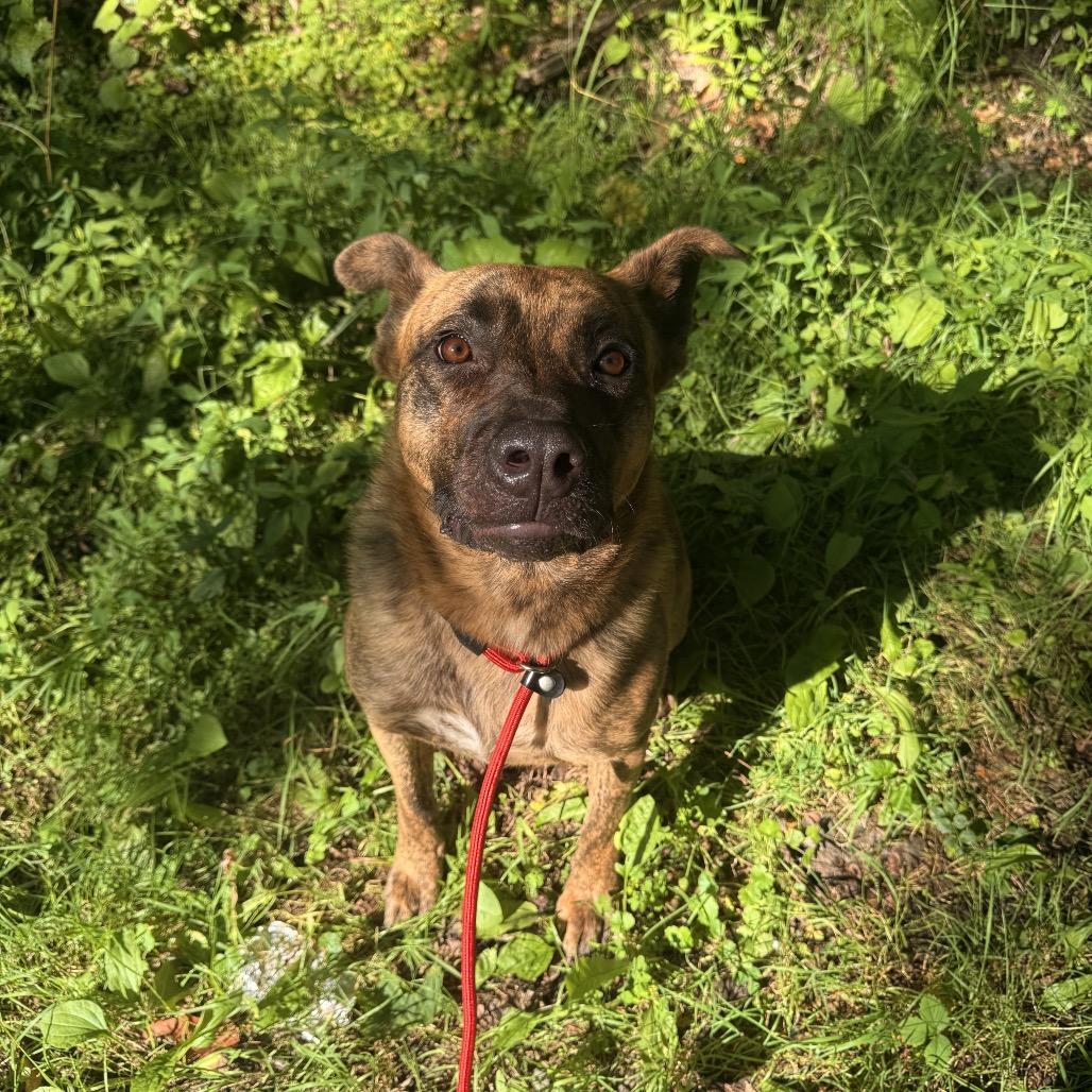 Enlarge Kyro, an adopted mixed breed in Milford, NY image 5/6