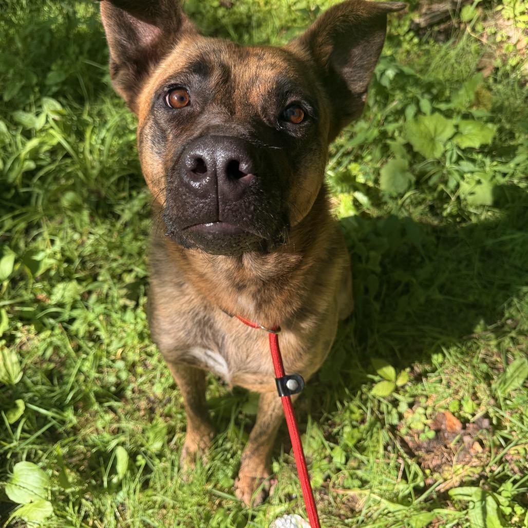 Enlarge Kyro, an adopted mixed breed in Milford, NY image 6/6