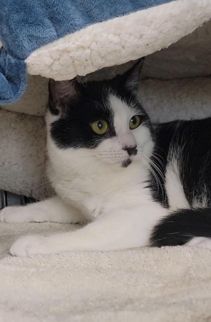 Missy, Adoptable, Adult Female Domestic Short Hair & Domestic Short Hair.