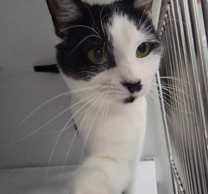 Missy, Adoptable, Adult Female Domestic Short Hair & Domestic Short Hair.