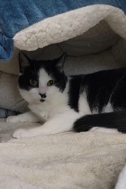Missy, a Adoptable mixed breed in Elmira, NY image 3/3