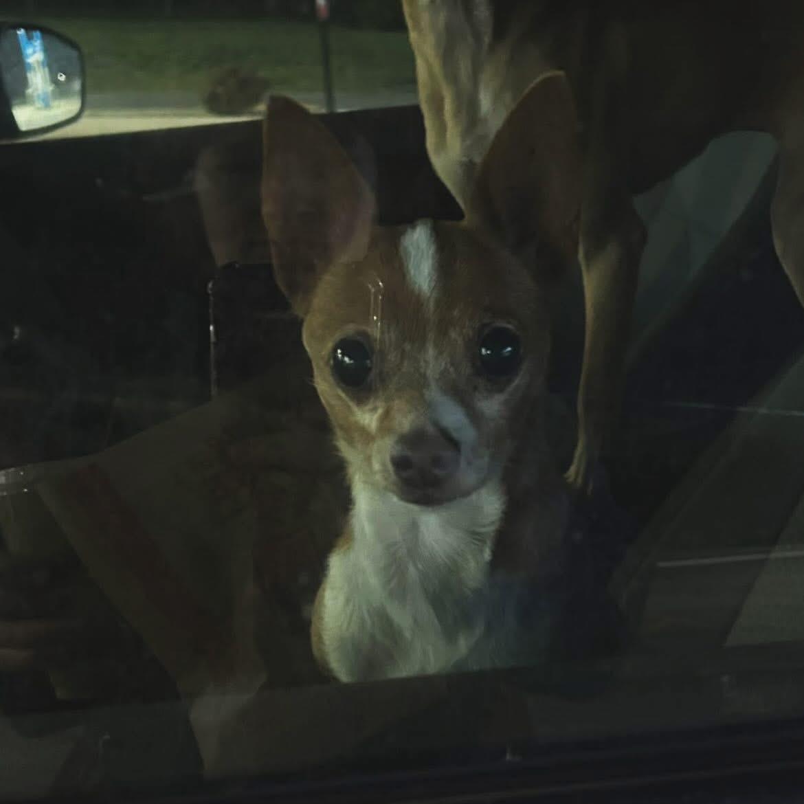 Paxton, a ADOPTABLE mixed breed in West Falls, NY image 1/4