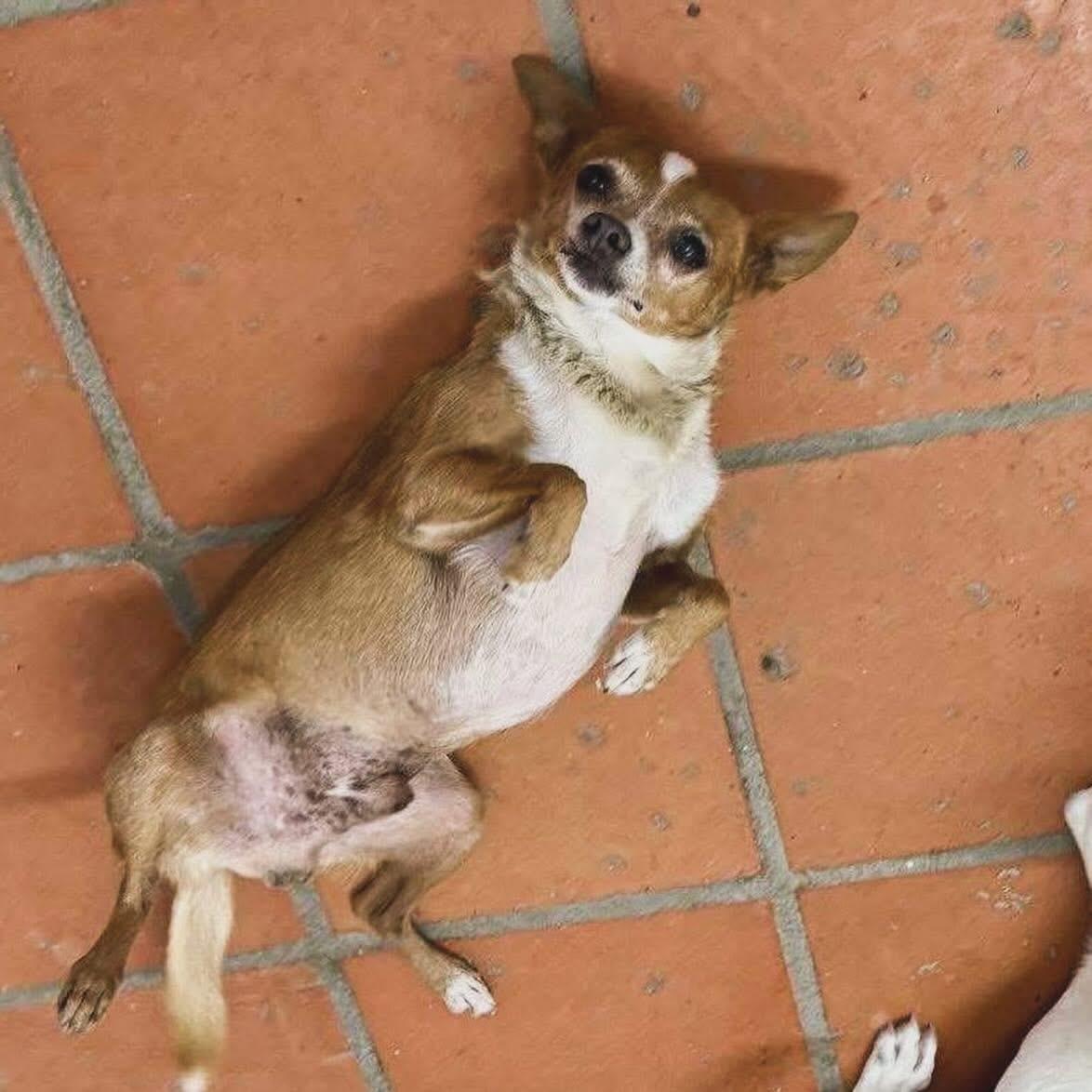 Paxton, a ADOPTABLE mixed breed in West Falls, NY image 2/4