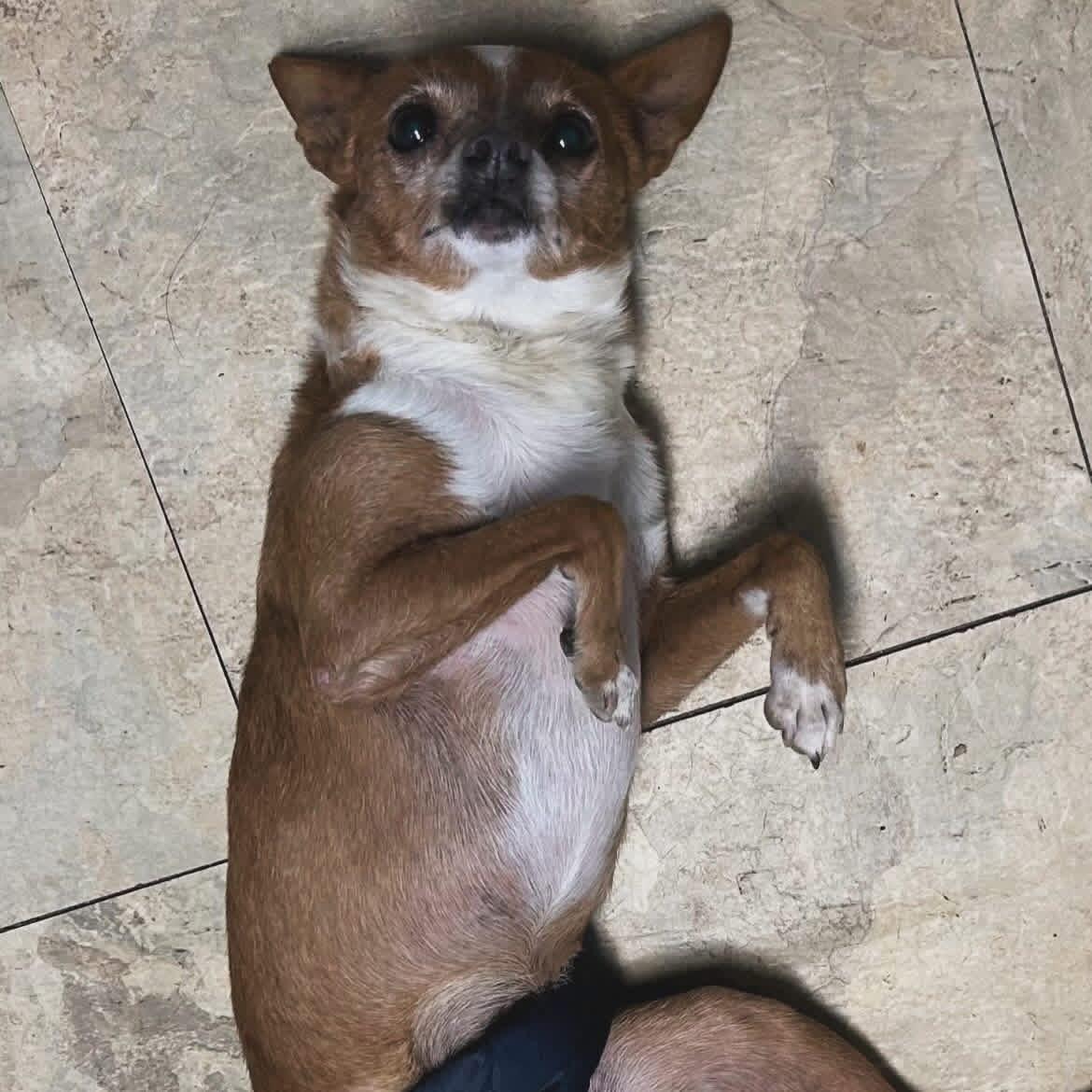 Paxton, a ADOPTABLE mixed breed in West Falls, NY image 3/4