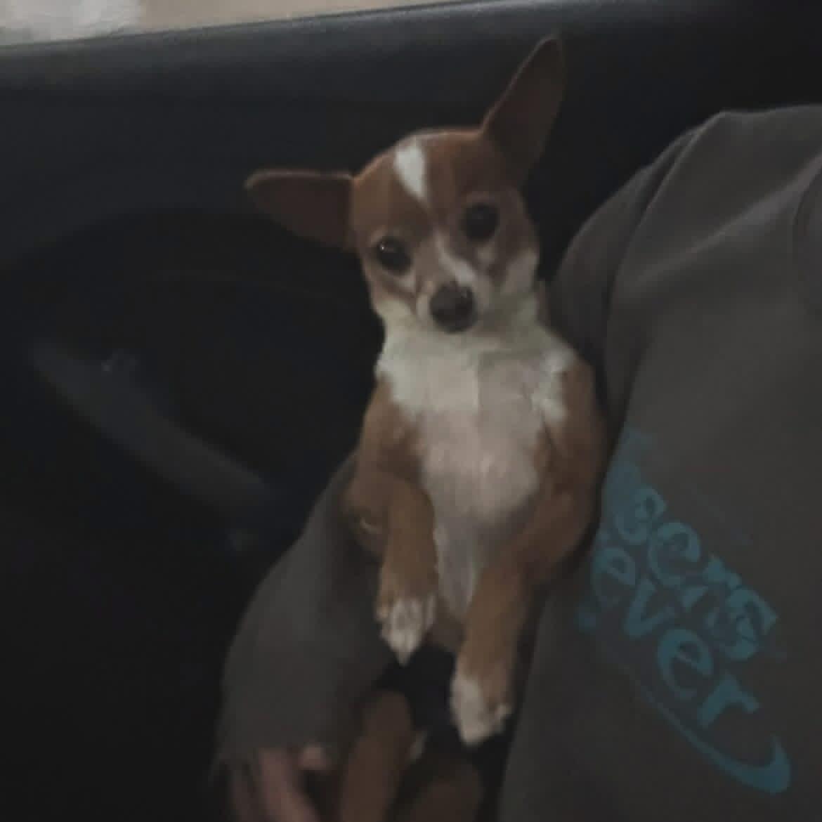 Paxton, a ADOPTABLE mixed breed in West Falls, NY image 4/4