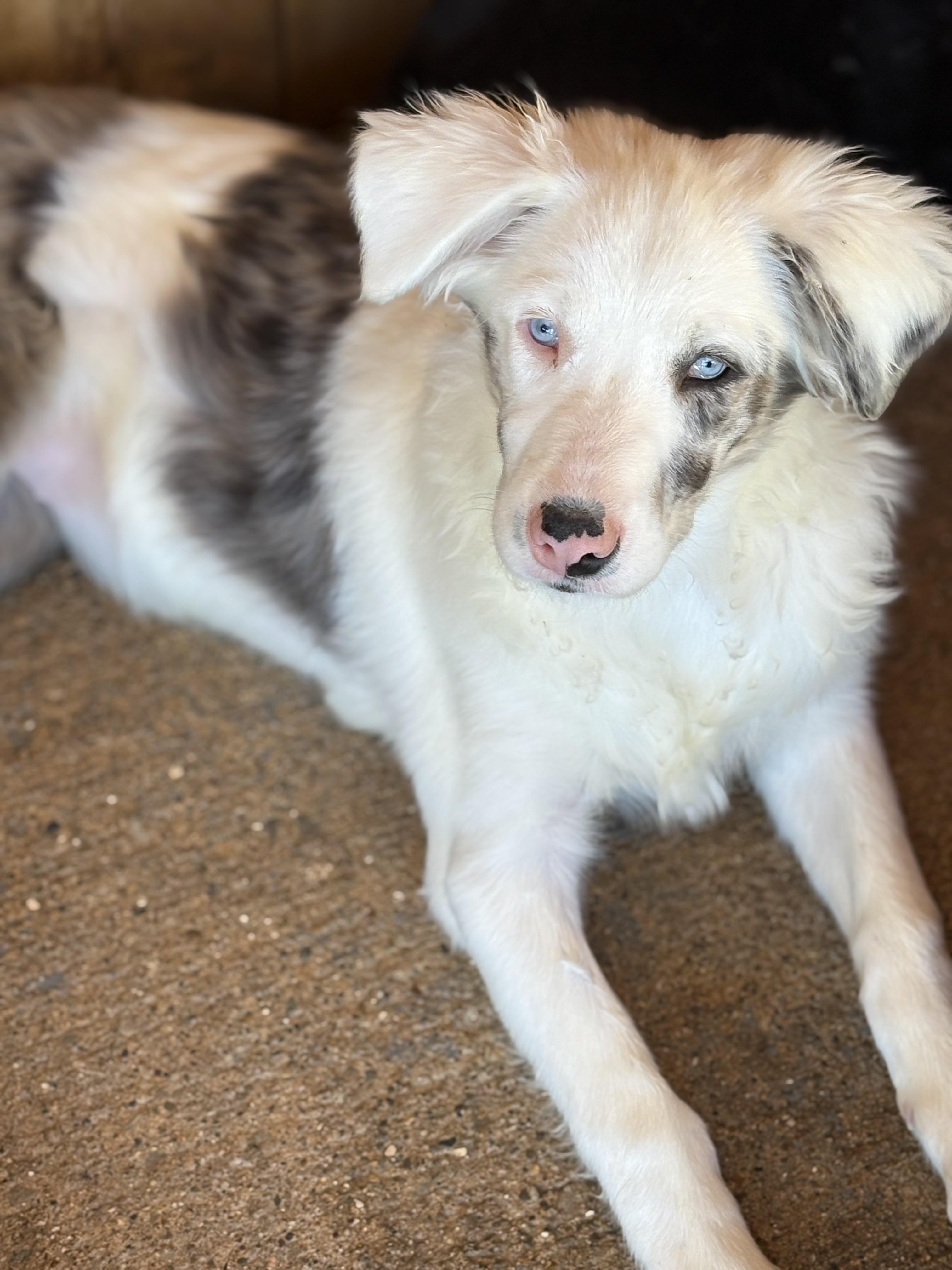 Raine, Adoptable, Puppy Female Australian Shepherd & Border Collie.