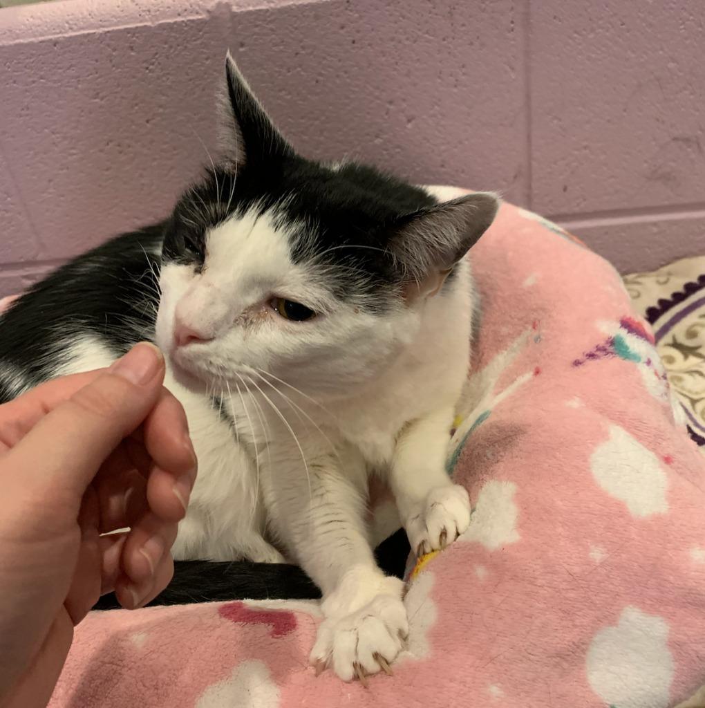 Tommi Girl, Adoptable, Senior Female Domestic Short Hair.