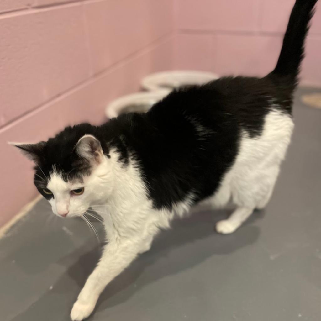 Enlarge Tommi Girl, a Adoptable mixed breed in South Bend, IN image 3/6