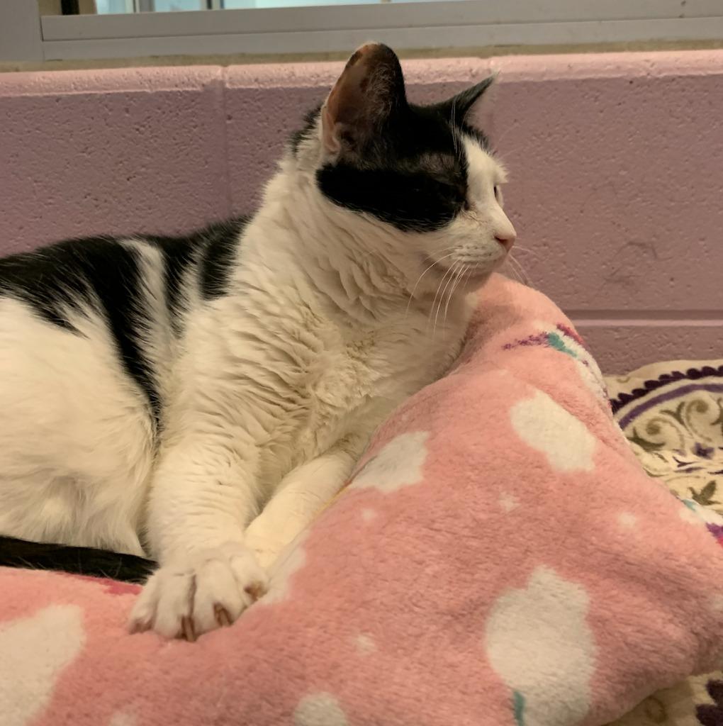 Enlarge Tommi Girl, a Adoptable mixed breed in South Bend, IN image 4/6