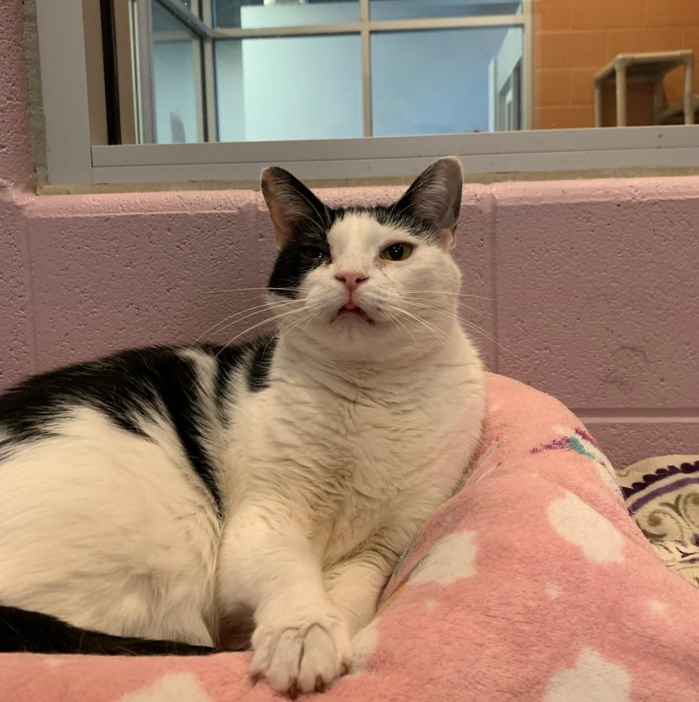 Enlarge Tommi Girl, a Adoptable mixed breed in South Bend, IN image 4/6