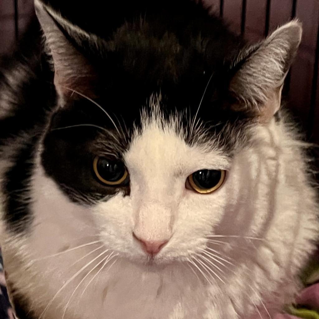 Enlarge Tommi Girl, a Adoptable mixed breed in South Bend, IN image 5/6