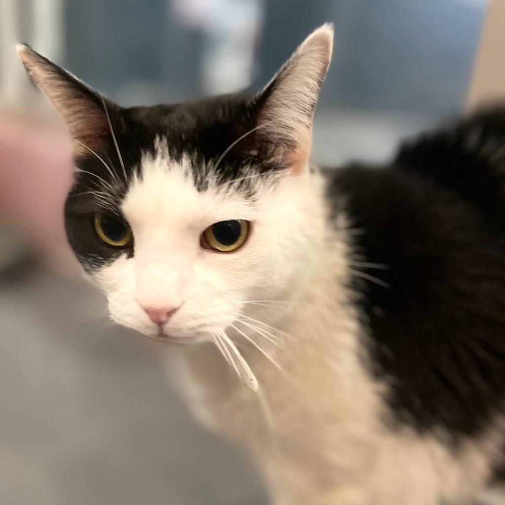 Enlarge Tommi Girl, a Adoptable mixed breed in South Bend, IN image 6/6