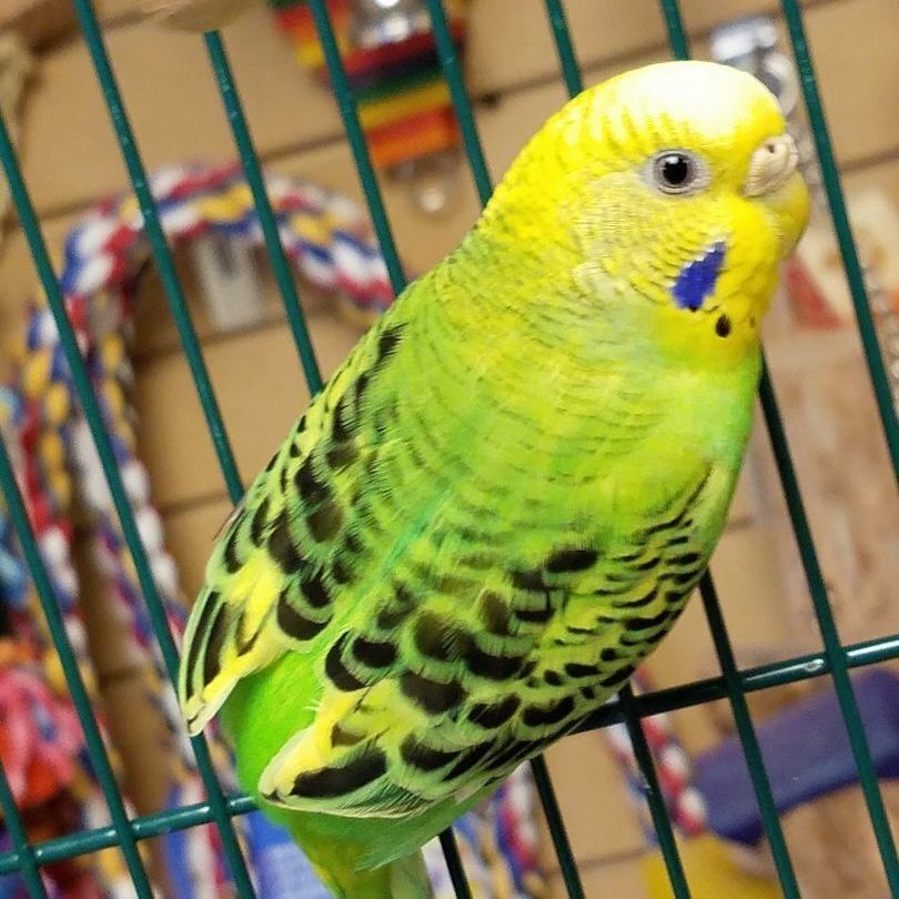 Budgies, Adult Unknown unknown