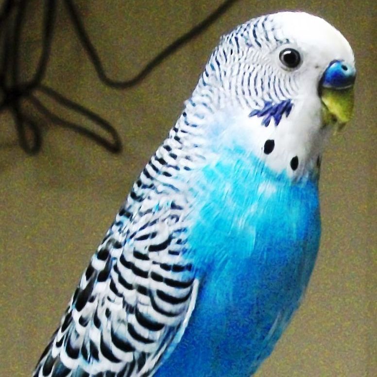 Budgies, Adoptable, Adult Unknown Budgie / Budgerigar.