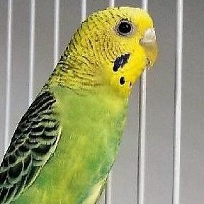 Budgies, a Adoptable Budgie / Budgerigar in Lenexa, KS image 4/4