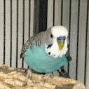 Budgies, a Adoptable Budgie / Budgerigar in Lenexa, KS image 2/4