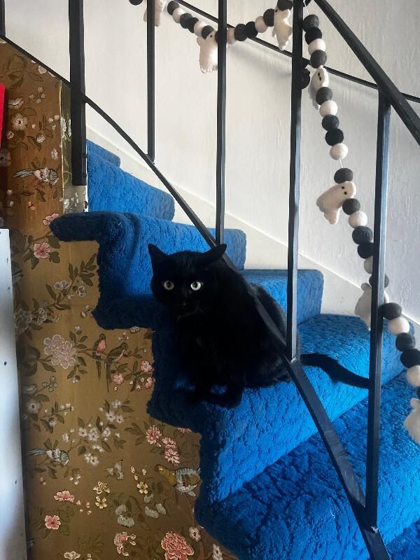 Eclipse, Adoptable, Adult Female Domestic Short Hair.