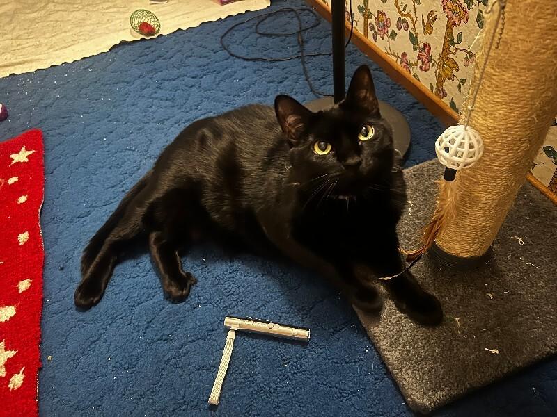 Enlarge Eclipse, a Adoptable Domestic Short Hair in Diamond Springs, CA image 2/6