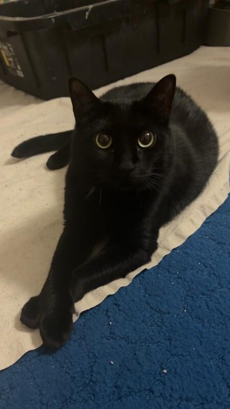 Enlarge Eclipse, a Adoptable Domestic Short Hair in Diamond Springs, CA image 3/6