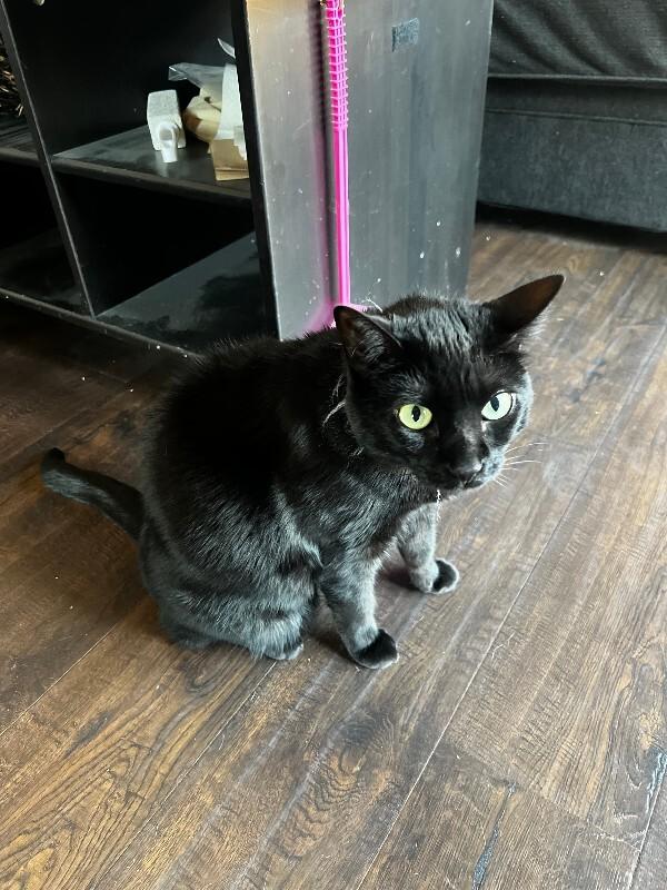 Enlarge Eclipse, a Adoptable Domestic Short Hair in Diamond Springs, CA image 4/6