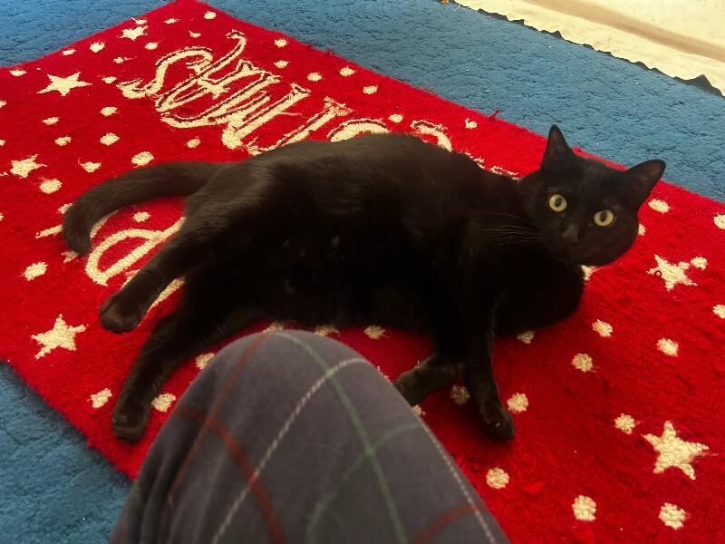 Enlarge Eclipse, a Adoptable Domestic Short Hair in Diamond Springs, CA image 5/6