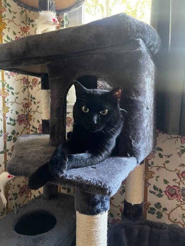 Enlarge Eclipse, a Adoptable Domestic Short Hair in Diamond Springs, CA image 6/6