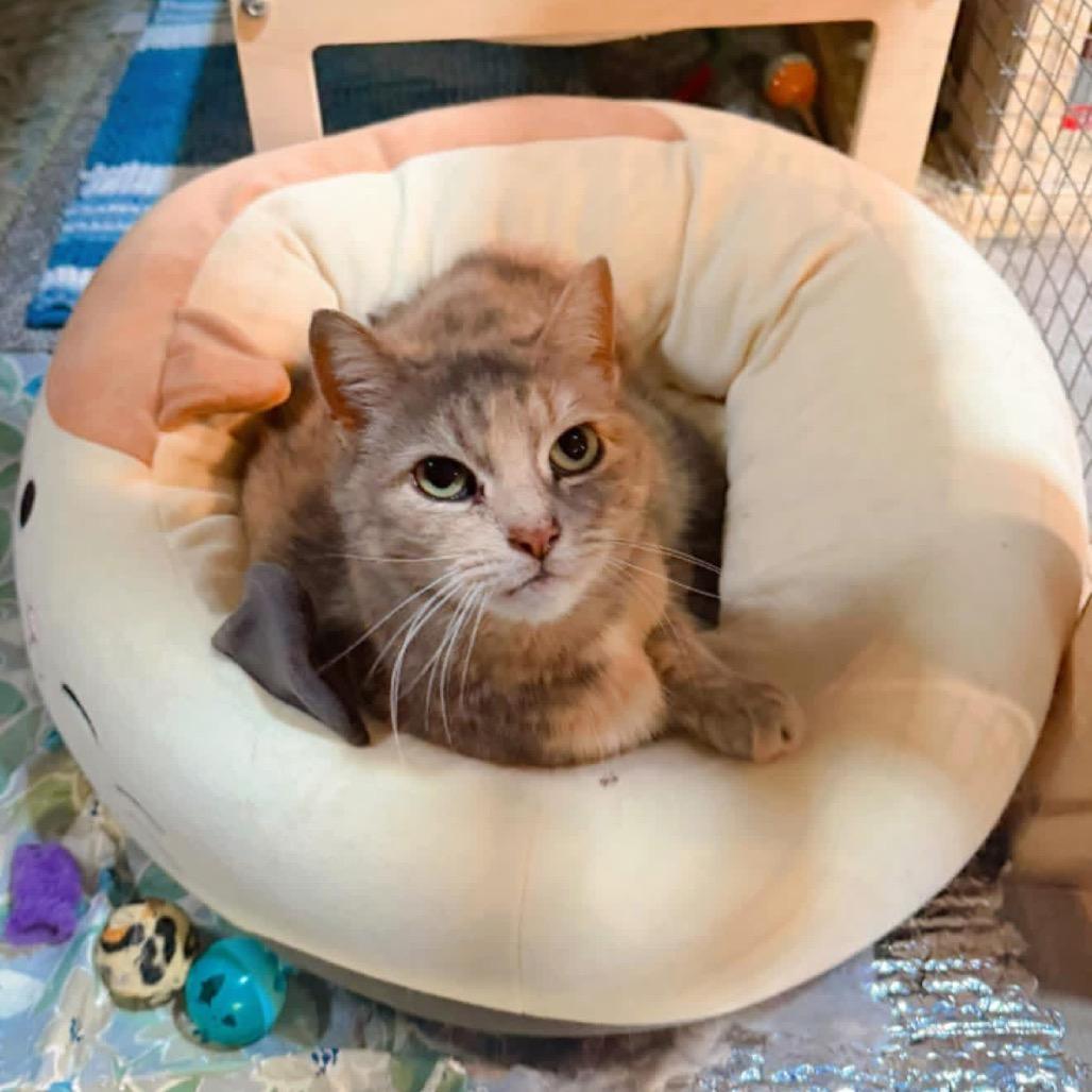 Enlarge Penelope, a Adoptable Domestic Short Hair in Pocono Summit, PA image 1/3