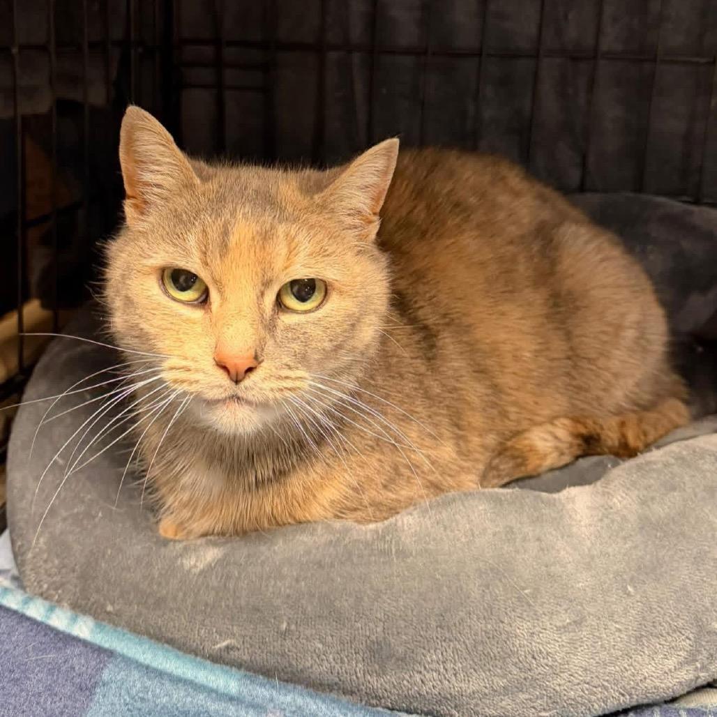 Enlarge Penelope, a Adoptable Domestic Short Hair in Pocono Summit, PA image 2/3