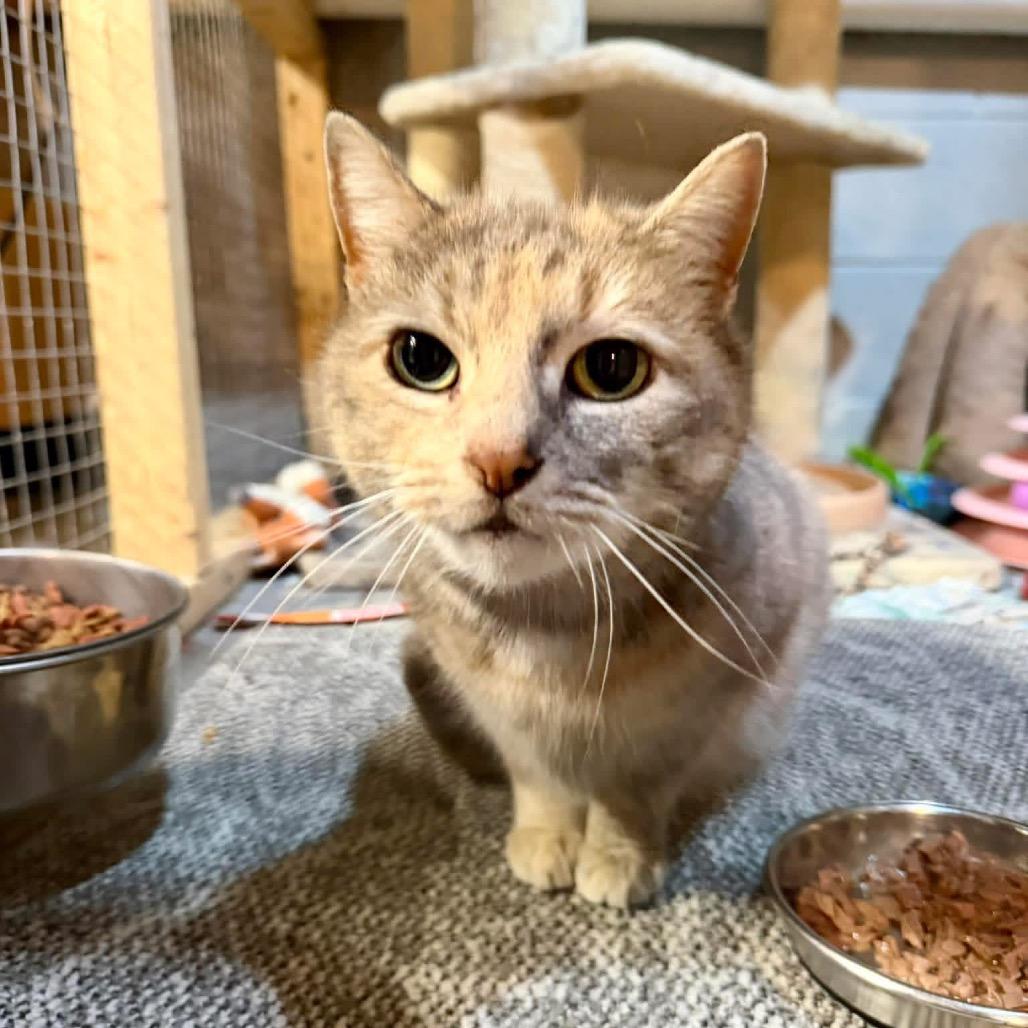 Enlarge Penelope, a Adoptable Domestic Short Hair in Pocono Summit, PA image 3/3