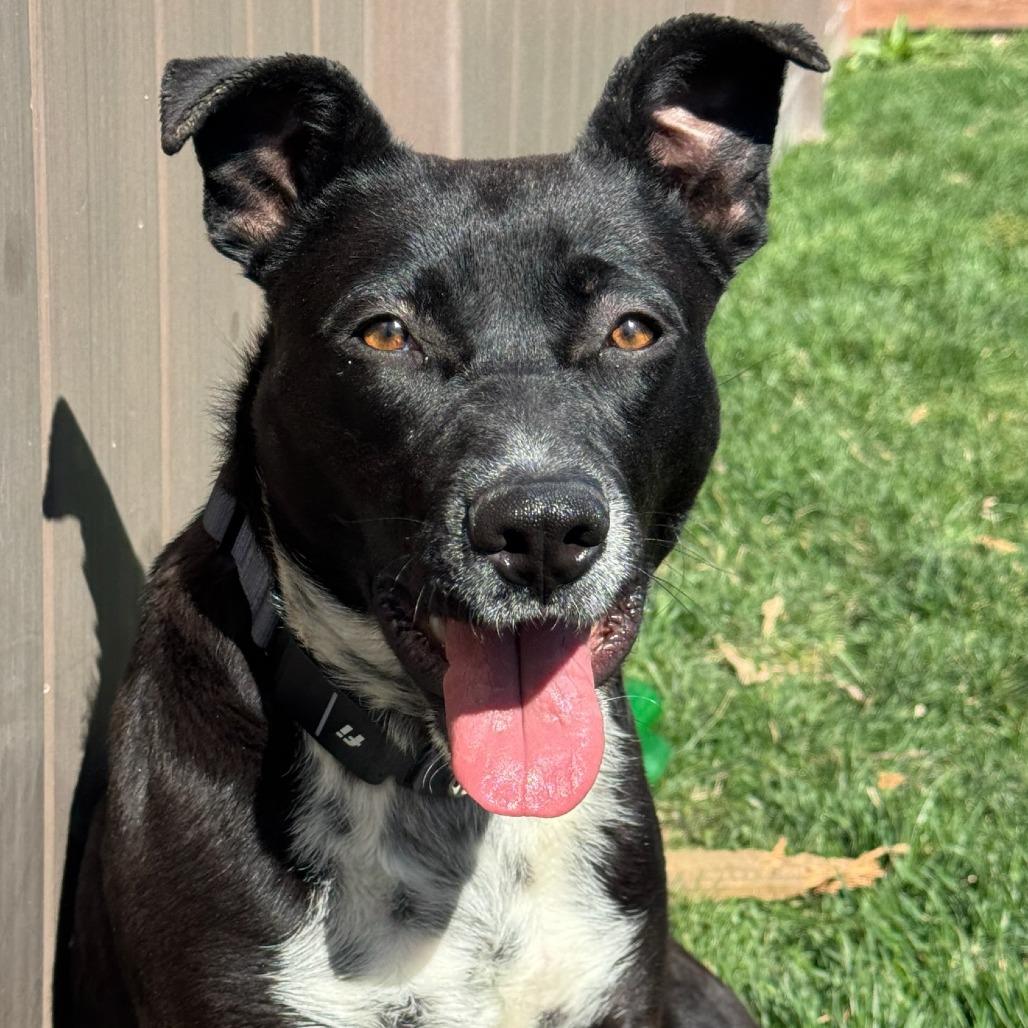 Enlarge Minnie, a Adoptable mixed breed in Salt Lake City, UT image 1/6