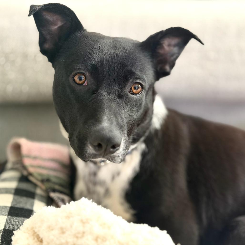 Enlarge Minnie, a Adoptable mixed breed in Salt Lake City, UT image 2/6