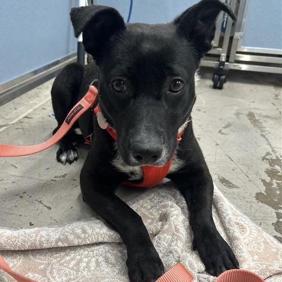 Enlarge Minnie, a Adoptable mixed breed in Salt Lake City, UT image 3/6