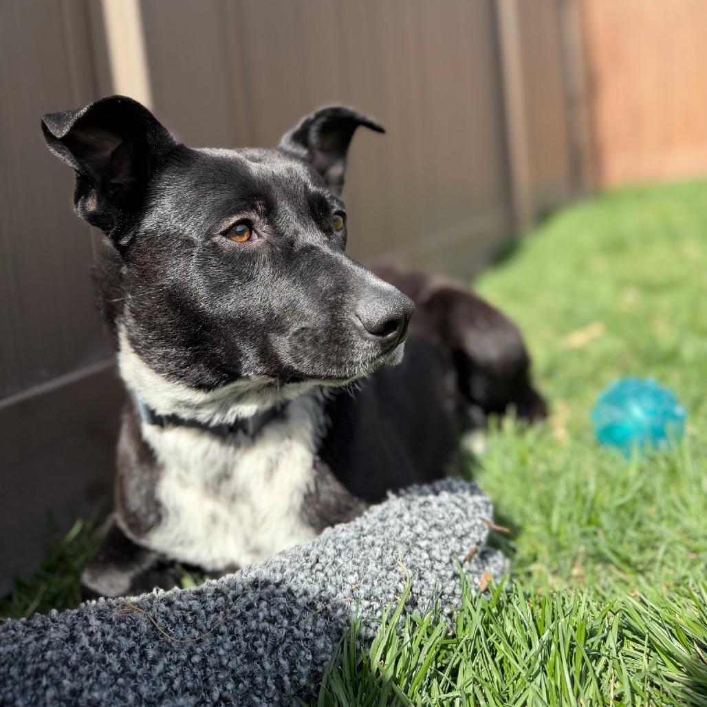 Enlarge Minnie, a Adoptable mixed breed in Salt Lake City, UT image 4/6