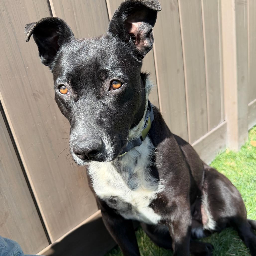 Enlarge Minnie, a Adoptable mixed breed in Salt Lake City, UT image 5/6