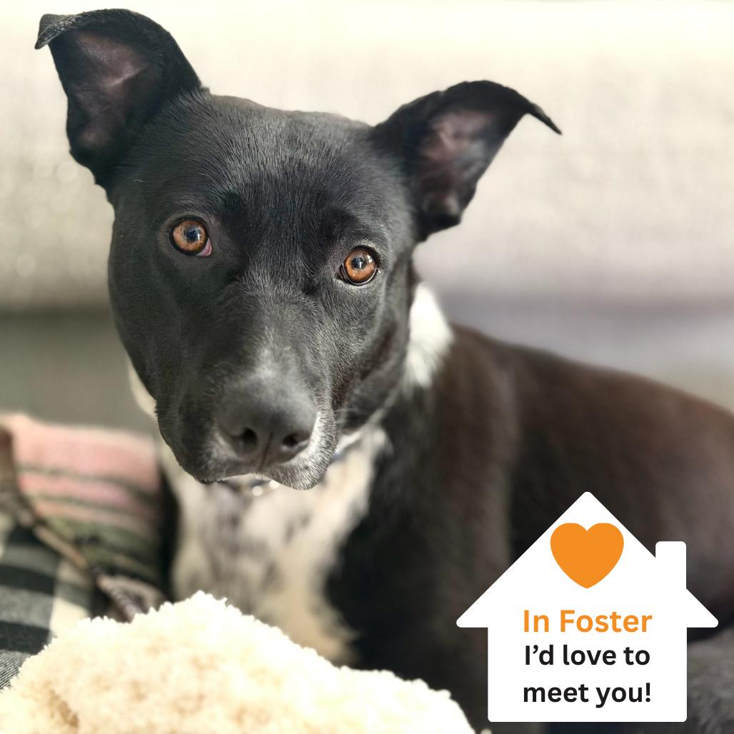 Enlarge Minnie, a Adoptable mixed breed in Salt Lake City, UT image 6/6