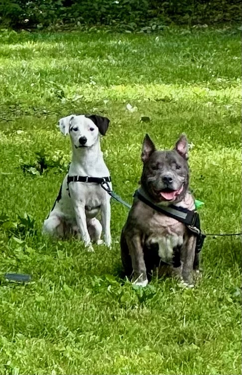 Nipsey Russel, Adoptable, Adult Male Australian Cattle Dog / Blue Heeler & Staffordshire Bull Terrier.